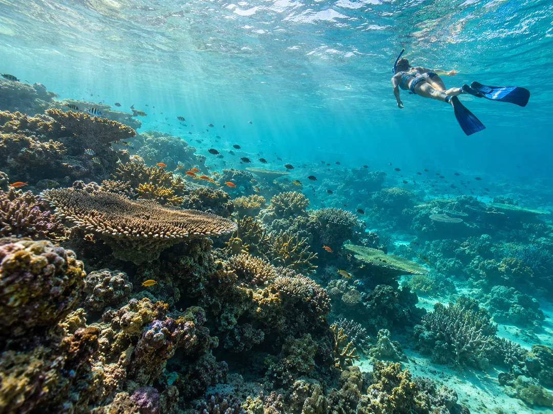 Illustrative preview image for Snorkeling Trip Chole Bay